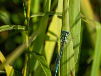 Azurjungfer Libelle auf Schilfblatt